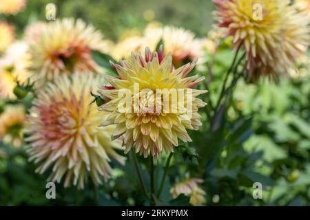 Le dahlia (nom, hapet explosion) dans le jardin dahlia Baden Baden près de l'allée lichtentaler. Baden Baden, Baden Wuerttemberg, Allemagne Banque D'Images