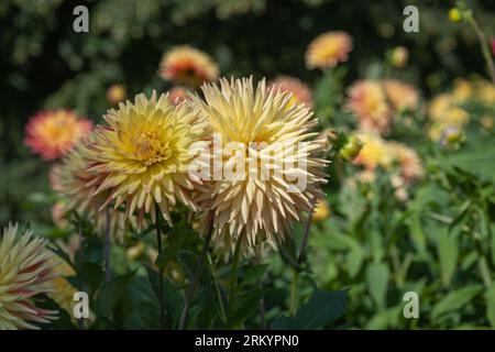 Le dahlia (nom, hapet explosion) dans le jardin dahlia Baden Baden près de l'allée lichtentaler. Baden Baden, Baden Wuerttemberg, Allemagne Banque D'Images