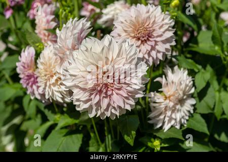 Le dahlia (nom, café au lait) dans le jardin dahlia Baden Baden près de l'allée lichtentaler. Baden Baden, Baden Wuerttemberg, Allemagne Banque D'Images