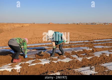 COMTÉ de LUANNAN, province du Hebei, Chine - 13 mars 2020 : les agriculteurs recouvrent leurs pommes de terre avec un film plastique. Banque D'Images