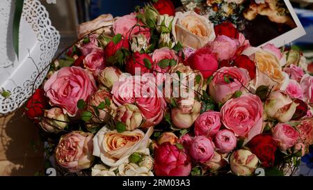 Belles roses en rose et rouge. Bouquet de roses. Une carte postale avec un chérubin. Banque D'Images