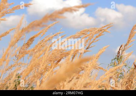 Plume Reed Grass coule lentement dans le vent contre un ciel bleu. Fond naturel, gros plan. Vent sways herbe sauvage, paysage. Mise au point sélective Banque D'Images