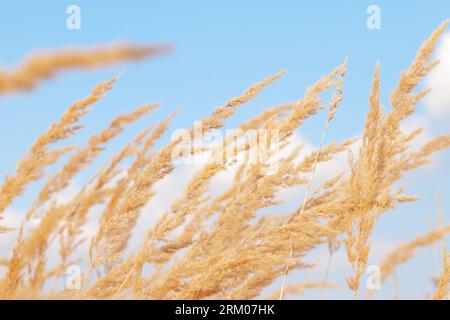 Plume Reed Grass coule lentement dans le vent contre un ciel bleu. Fond naturel, gros plan. Vent sways herbe sauvage, paysage. Mise au point sélective Banque D'Images