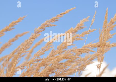 Plume Reed Grass coule lentement dans le vent contre un ciel bleu. Fond naturel, gros plan. Vent sways herbe sauvage, paysage. Mise au point sélective Banque D'Images