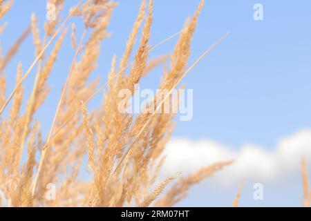 Plume Reed Grass coule lentement dans le vent contre un ciel bleu. Fond naturel, gros plan. Vent sways herbe sauvage, paysage. Mise au point sélective Banque D'Images