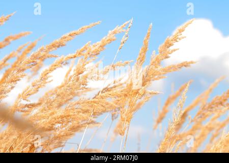 Plume Reed Grass coule lentement dans le vent contre un ciel bleu. Fond naturel, gros plan. Vent sways herbe sauvage, paysage. Mise au point sélective Banque D'Images