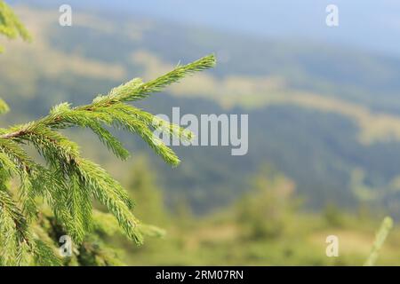 Branche d'épicéa sur un fond flou de montagnes, gros plan de la plante. Plante conifère. Photo horizontale, branches persistantes lumineuses Banque D'Images