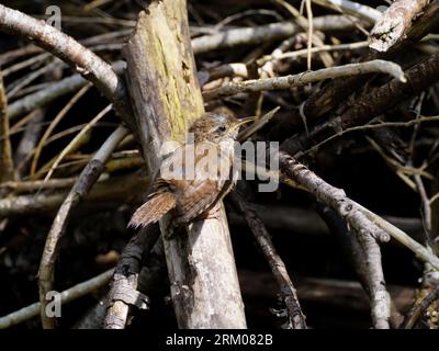 Wren profite d'un bain de soleil en plein été. L'utilisation de la pile de bois comme un endroit pour réchauffer un wren profite de l'été. Winterkoning Banque D'Images