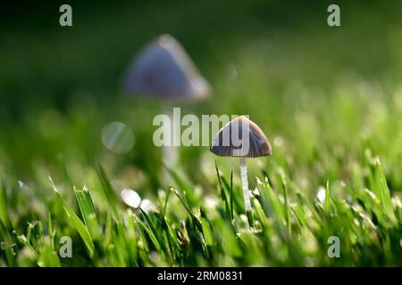 Gros plan de deux minuscules champignons blancs poussant dans une herbe verte luxuriante avec la lumière du soleil le matin d'été Banque D'Images