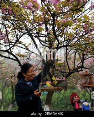 Bildnummer : 59360119 Datum : 16.03.2013 Copyright : imago/Xinhua (130316) -- GUILIN, 16 mars 2013 (Xinhua) -- les citoyens voient les oiseaux accrochés aux cerisiers du parc Xishan dans la ville de Guilin, région autonome Guangxi Zhuang du sud-ouest de la Chine, 16 mars 2013. Plus de 70 cages d'oiseaux ont été exposées pour les touristes à voir dans une forêt de cerisiers ici samedi. (Xinhua/lu Bo an) (yxb) CHINE-GUANGXI-GUILIN-CERISIER-FLOWER-BIRDS(CN) PUBLICATIONxNOTxINxCHN Gesellschaft Tiere Vogel Kirschblüte Vogelschau premiumd x0x xmb 2013 quadrat 59360119 Date 16 03 2013 Copyright Imago XINHUA Guilin Marc Banque D'Images