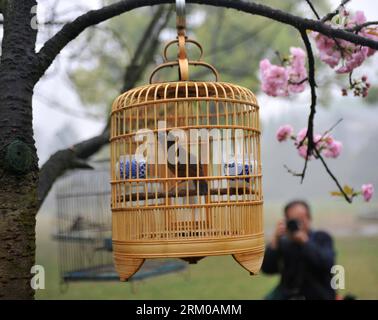 Bildnummer: 59360125  Datum: 16.03.2013  Copyright: imago/Xinhua (130316) -- GUILIN, March 16, 2013 (Xinhua) -- A man takes photos of birds hung from cherry trees at the Xishan Park in Guilin City, southwest China s Guangxi Zhuang Autonomous Region, March 16, 2013. More than 70 cages of birds were displayed for the tourists to view at a cherry forest here Saturday. (Xinhua/Lu Bo an) (yxb) CHINA-GUANGXI-GUILIN-CHERRY BLOSSOM-BIRDS(CN) PUBLICATIONxNOTxINxCHN Gesellschaft Tiere Vogel Kirschblüte Vogelschau premiumd x0x xmb 2013 quer      59360125 Date 16 03 2013 Copyright Imago XINHUA  Guilin Mar Stock Photo