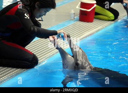 Bildnummer : 59415790 Datum : 19.03.2013 Copyright : imago/Xinhua (130320) -- HONG KONG, 19 mars 2013 (Xinhua) -- Un spécialiste effectue des soins buccaux pour un dauphin au Marine Mammals Breeding and Research Center de l'Ocean Park à Hong Kong, dans le sud de la Chine, le 19 mars 2013. Le Marine Mammals Breeding and Research Center de l'Ocean Park Hong Kong a été mis en service en novembre 2009. Le centre accueille désormais 10 dauphins qui sont soignés et entraînés par 10 spécialistes. (Xinhua/Li Peng) (lfj) CHINE-HONG KONG-OCEAN PARK-MARIN MAMMALIMS CENTER (CN) PUBLICATIONxNOTxINxCHN Gesellschaft x2x xsk 2013 Banque D'Images