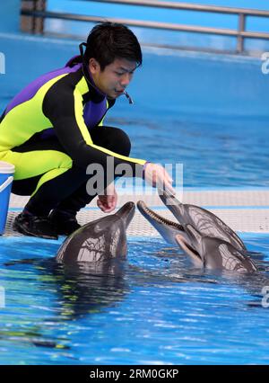 Bildnummer : 59415793 Datum : 19.03.2013 Copyright : imago/Xinhua (130320) -- HONG KONG, 19 mars 2013 (Xinhua) -- Un spécialiste entraîne des dauphins au Marine Mammals Breeding and Research Center of the Ocean Park à Hong Kong, dans le sud de la Chine, le 19 mars 2013. Le Marine Mammals Breeding and Research Center de l'Ocean Park Hong Kong a été mis en service en novembre 2009. Le centre accueille désormais 10 dauphins qui sont soignés et entraînés par 10 spécialistes. (Xinhua/Li Peng) (lfj) CHINA-HONG KONG-OCEAN PARK-MARIN MAMMALIMS CENTER (CN) PUBLICATIONxNOTxINxCHN Gesellschaft x2x xsk 2013 hoch o0 fisch tiere Banque D'Images