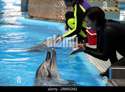 Bildnummer: 59415794  Datum: 19.03.2013  Copyright: imago/Xinhua (130320) -- HONG KONG, March 19, 2013 (Xinhua) -- A specialist trains a dolphin at the Marine Mammals Breeding and Research Center of the Ocean Park in Hong Kong, south China, March 19, 2013. The Marine Mammals Breeding and Research Center of the Ocean Park Hong Kong was put into use in November 2009. The center now accommodates 10 dolphins which are nursed and trained by 10 specialists. (Xinhua/Li Peng) (lfj) CHINA-HONG KONG-OCEAN PARK-MARIN MAMMALS CENTER (CN) PUBLICATIONxNOTxINxCHN Gesellschaft x2x xsk 2013 quer o0 fisch tiere Stock Photo