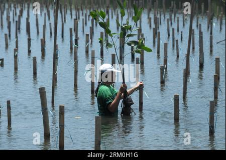 Bildnummer : 59416592 Datum : 22.03.2013 Copyright : imago/Xinhua (130323) -- JAKARTA, 22 mars 2013 (Xinhua) -- Une femme plante des mangroves pour marquer la Journée mondiale de l'eau dans le parc naturel Angke à Jakarta, Indonésie, le 22 mars 2013. La Journée mondiale de l'eau tombe le 22 mars. (Xinhua/Zulkarnain) (djj) INDONÉSIE-JAKARTA-EAU JOUR-MANGROVE PLANTATION PUBLICATIONxNOTxINxCHN Gesellschaft Mangroven Pflanzung Baum Mangrovenbaum premiumd x0x xsk 2013 quer 59416592 Date 22 03 2013 Copyright Imago XINHUA Jakarta Mars 22 2013 XINHUA une femme plante des mangroves pour marquer la Journée mondiale de l'eau dans le Natu Banque D'Images