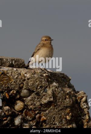 Pied Wheatear (Oenanthe pleschanka) première année femelle sur bunker en béton Norfolk, Royaume-Uni. Octobre Banque D'Images