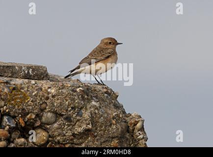 Pied Wheatear (Oenanthe pleschanka) première année femelle sur bunker en béton Norfolk, Royaume-Uni. Octobre Banque D'Images