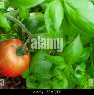 Tomate Pomodoro Costiera Selez Sorrento cultivée au Royaume-Uni Banque D'Images