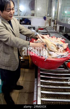 Bildnummer : 59477129 Datum : 05.04.2013 Copyright : imago/Xinhua (130405) -- SHANGHAI, 5 avril 2013 (Xinhua) -- un homme met des poulets dans un bassin sur un marché de Shanghai, dans l'est de la Chine. Le gouvernement de la municipalité de Shanghai a déclaré vendredi que les ventes de volailles vivantes seront suspendues dans la municipalité à partir du 6 avril, car la souche H7N9 de grippe aviaire a rendu 14 malades et en a tué six. (Xinhua/Chen FEI) (wjq) CHINA-SHANGHAI-H7N9 GRIPPE AVIAIRE-VOLAILLE VIVANTE MARKET-CLOSE (CN) PUBLICATIONxNOTxINxCHN Gesellschaft Vogelgrippe premiumd x2x xkg 2013 hoch o0 Huhn, Tiere, Wirtschaft Verkauf Handel Markt 5947712 Banque D'Images