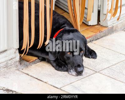 Chien Labrador noir reposant tête sur le pas de la porte - Preuilly-sur-Claise, Indre-et-Loire (37), France. Banque D'Images