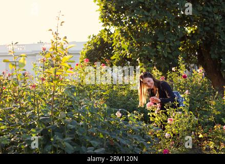 Une femme regardant des roses à Huntington Library and Garden à San Marino, CA Banque D'Images