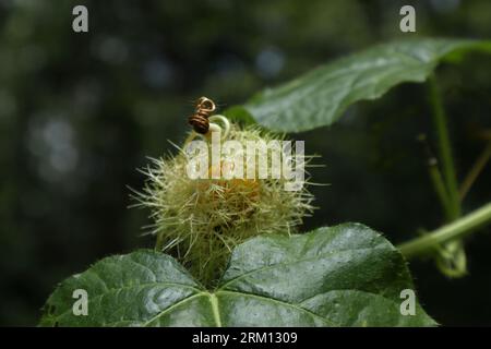 Une vue d'un fruit puant de la passiflore (Passiflora foetida) qui est mûr avec une couverture de fruits poilus l'entourant Banque D'Images