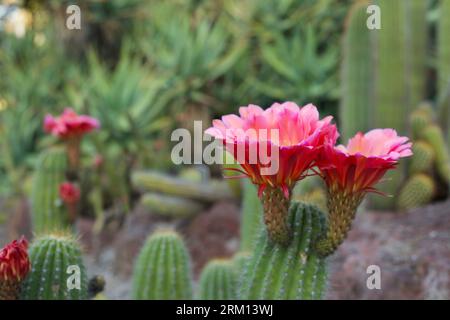 Une fleur de cactus rose dans la bibliothèque et les jardins botaniques de Huntington Banque D'Images