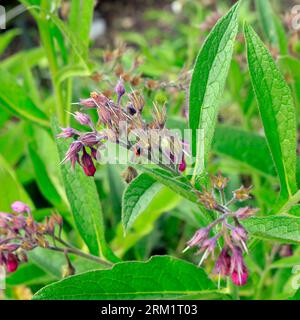 Fleurs de consoude (symphytum). Prise en août 2023 Banque D'Images