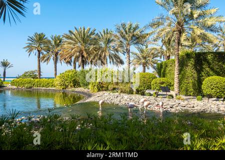 Flamants roses chiliens, Phoenicopterus chilensis dans le complexe hôtelier Ritz de Bahreïn, Moyen-Orient Banque D'Images