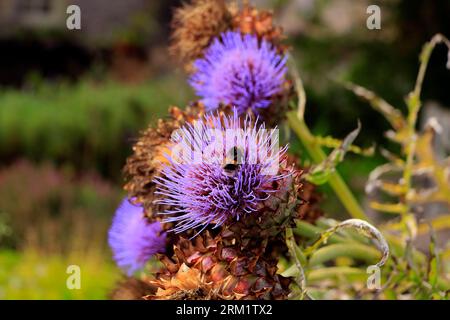Plantes. Prise en août 2023 Banque D'Images