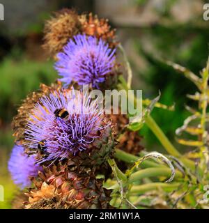 Plantes. Prise en août 2023 Banque D'Images