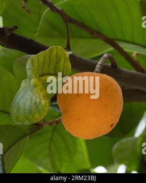 Artocarpus lacucha, également connu sous le nom de singe jack ou fruit de singe, est une espèce d'arbre tropical à feuilles persistantes de la famille des Moraceae. Banque D'Images