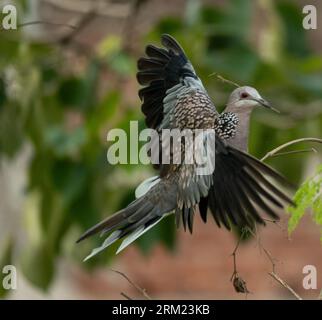 La colombe tachetée (Spilopelia chinensis) est un petit et un peu long-queue pigeon qui est un oiseau de reproduction résident commun dans son aire de répartition indigène Banque D'Images