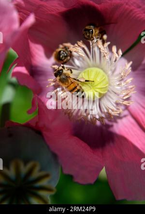 Les abeilles se nourrissent d'un pavot à opium (Papaver somniferum) qui pousse dans un jardin d'arrière-cour à Abingdon, en Virginie. Banque D'Images