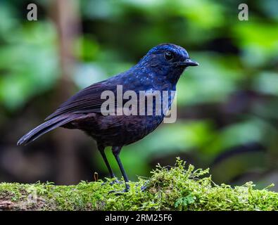 Une grive sifflante brillante (Myophonus melanurus) se nourrissant sur le sol de la forêt. Sumatra, Indonésie. Banque D'Images