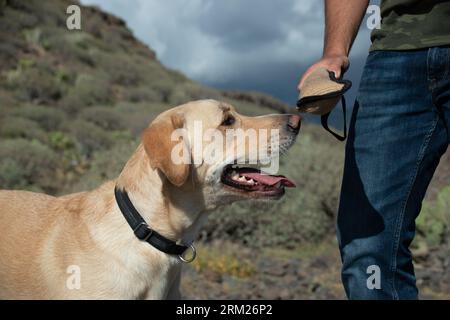 Gros plan d'un chien regardant le jouet dans la main de l'entraîneur. Il obéit aux ordres du formateur Banque D'Images