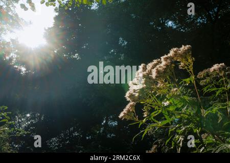 Le soleil brille à travers les arbres se reflétant sur les plantes sur un jardin dans le Norfolk Angleterre Banque D'Images