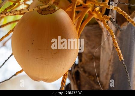 Le cocon jaune pousse sur un palmier, photo en gros plan Banque D'Images