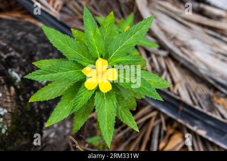 Fleur tropique jaune pousse sur les feuilles de palmier sèches tombées, vue de dessus. Turnera ulmifolia, la ramchèvre dashalong ou aulne jaune, est une espèce de plante de f Banque D'Images