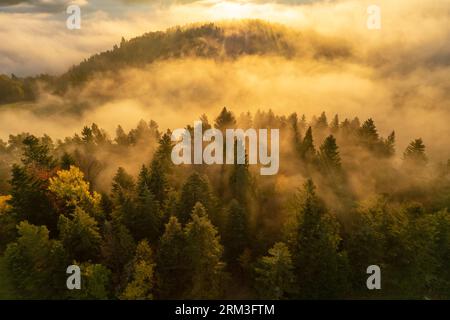 Aerial view of spruce forest trees on the mountain hills with fog at sunrise Banque D'Images