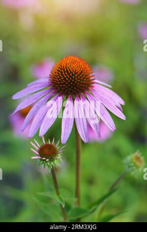 Gros plan d'une fleur d'Echinacea purpureas. Cultivée comme plante médicinale ou ornementale. Banque D'Images