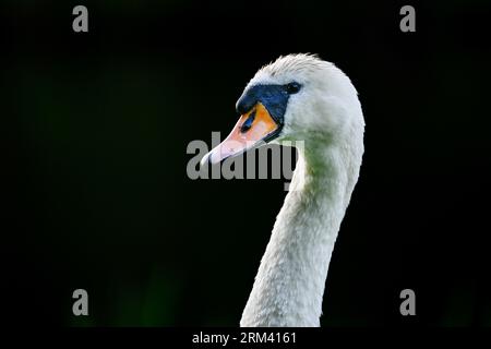 Photo de profil de tête de cygne blanc muet Banque D'Images