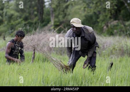 Bildnummer: 60380299  Datum: 21.08.2013  Copyright: imago/Xinhua Haitian farmers work in a rice plantation in the Monte Plata province, the Dominican Republic, on August 21, 2013. In the Dominican Republic reside 458,233 haitians, according to the National Bureau of Statistics (ONE, for its acronym in Spanish), many of which work in agricultural plantations and in the construction sector. (Xinhua/Roberto Guzman) (da) (sp) DOMINICAN REPUBLIC-MONTE PLATA-INDUSTRY-AGRICULTURE PUBLICATIONxNOTxINxCHN Wirtschaft Landwirtschaft Reis Ernte xas x0x 2013 quer     60380299 Date 21 08 2013 Copyright Imago Stock Photo