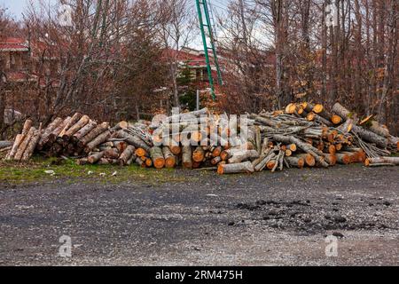 Troncs d'arbres fraîchement coupés empilés dedans. Lac Calamone, Reggio Emilia. Italie Banque D'Images