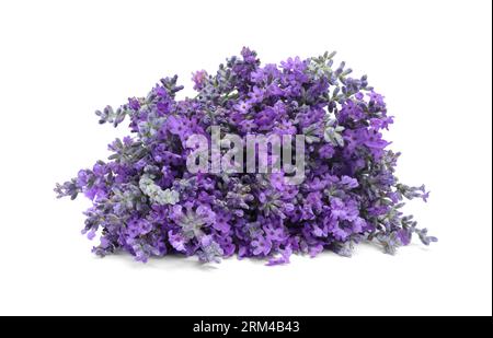 Bouquet de belles fleurs de lavande isolé sur blanc Banque D'Images