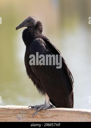 Vautour noir ensoleillé perché sur une poutre en bois et photographié de profil avec une faible profondeur de champ. Banque D'Images