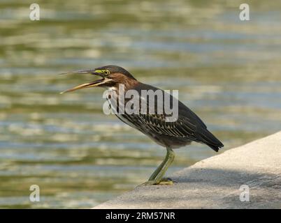Héron vert juvénile unique vocalisant avec bec ouvert. Photographié dans les Woodlands, Texas, à hauteur des yeux sur un trottoir avec de l'eau en arrière-plan. Banque D'Images
