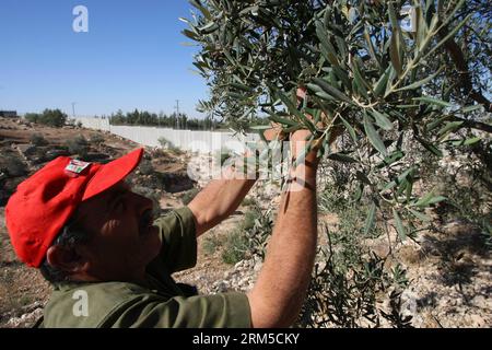 Bildnummer : 60624795 Datum : 21.10.2013 Copyright : imago/Xinhua (131021) -- HÉBRON, 21 octobre 2013 (Xinhua) -- Un agriculteur palestinien récolte des olives à côté d une section de la barrière controversée de séparation israélienne dans la ville de Beat Awa près de la ville de Hébron en Cisjordanie le 21 octobre 2013. (Xinhua/Mamoun Wazwaz) MIDEAST-HEBRON-OLIVE-RÉCOLTE PUBLICATIONxNOTxINxCHN x2x xds 2013 quer o0 Olivenernte Landwirtschaft Ernte Oliven 60624795 Date 21 10 2013 Copyright Imago XINHUA Hebron OCT 21 2013 XINHUA un agriculteur PALESTINIEN récolte des olives à côté d'une section d'Israël S controversée séparations Barrier in Banque D'Images