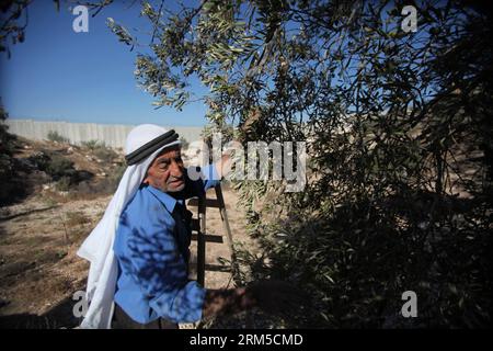 Bildnummer : 60624793 Datum : 21.10.2013 Copyright : imago/Xinhua (131021) -- HÉBRON, 21 octobre 2013 (Xinhua) -- Un agriculteur palestinien récolte des olives à côté d une section de la barrière controversée de séparation israélienne dans la ville de Beat Awa près de la ville de Hébron en Cisjordanie le 21 octobre 2013. (Xinhua/Mamoun Wazwaz) MIDEAST-HEBRON-OLIVE-RÉCOLTE PUBLICATIONxNOTxINxCHN x2x xds 2013 quer o0 Olivenernte Landwirtschaft Ernte Oliven 60624793 Date 21 10 2013 Copyright Imago XINHUA Hebron OCT 21 2013 XINHUA un agriculteur PALESTINIEN récolte des olives à côté d'une section d'Israël S controversée séparations Barrier in Banque D'Images