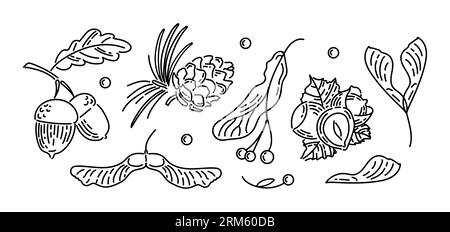 Ensemble d'icônes vintage de noix et de graines d'automne. Glands aux feuilles, cône de cèdre, graines de tilleul, noisettes, graines de lionfish d'érable. Style Doodle. Pour sticke Illustration de Vecteur